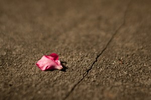 Single rose petal