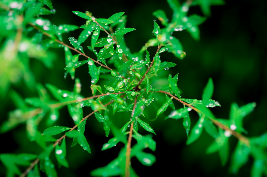 Close-up of green leaves with water droplets on them, against a dark background.
