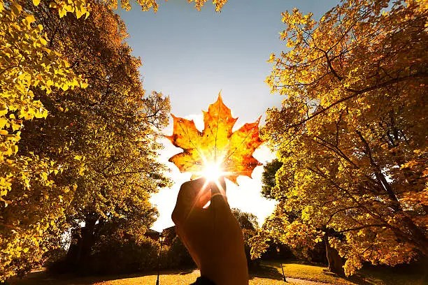 A hand holding a vibrant autumn leaf against the sunlight, with trees displaying fall colors in the background.